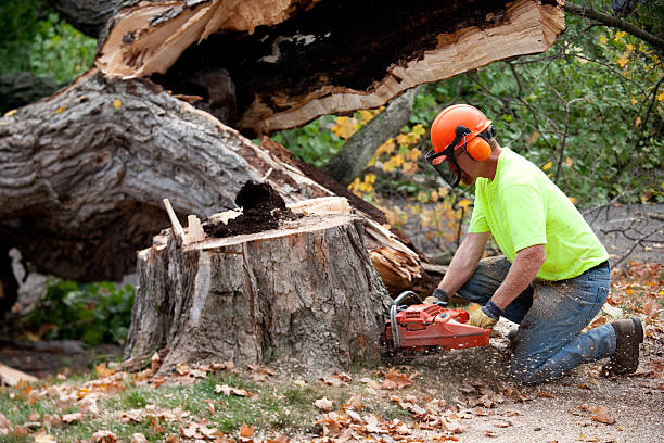 Best Firewood Processing and Delivery  in Despard, WV