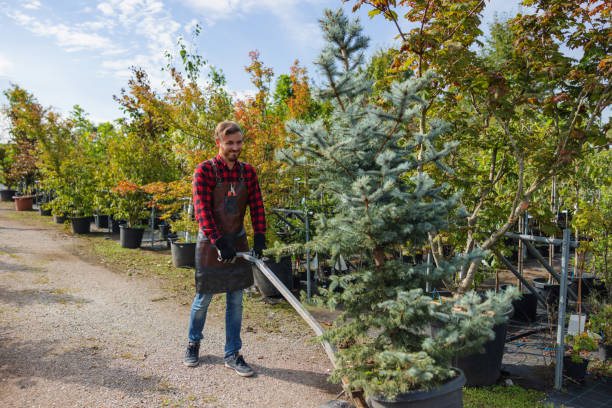 How Our Tree Care Process Works  in  Despard, WV